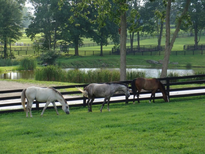Grand Central Farm, for sale in North Salem, has ample room for horses and horse-related activities.