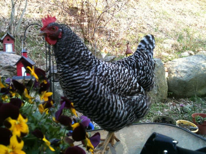 The Bedford Zoning Board of Appeals will hear Katonah resident Pauline Schneider&#x27;s application for a use variance to continue keeping chickens on her property at its April 3 meeting.