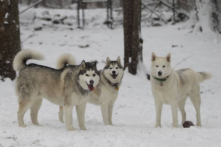 The Siberian Huskies of the Peyreigne family of Weston, (left to right) Apollo, Athena and Zeus, frolicked in Friday&#x27;s snow.