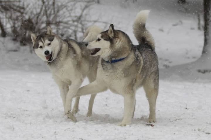 Winter Storm Nemo brought these Weston Siberian huskies their favorite weather.