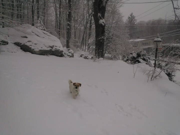 Scott Fernqvist&#x27;s dog Elvis enjoys the snow in Pound Ridge.