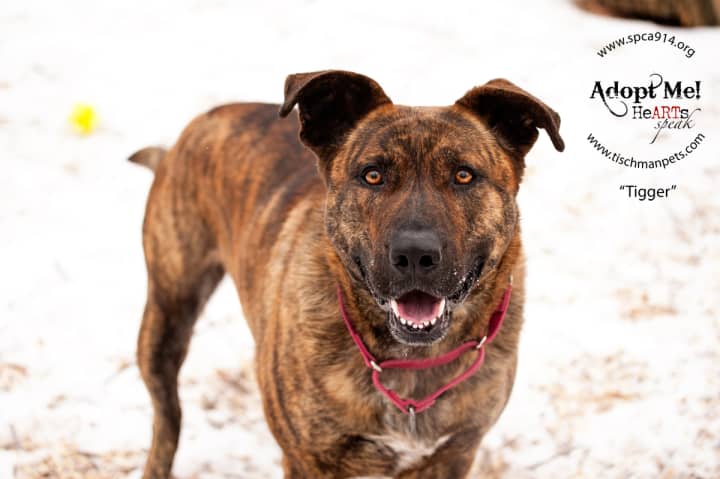 Tigger, a shepherd, is one of many adoptable pets available at the SPCA of Westchester in Briarcliff Manor.