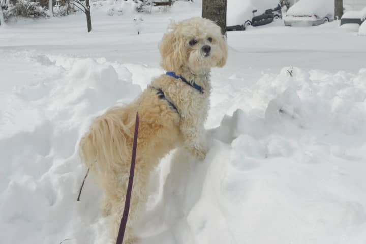Barbara Tobias&#x27; little dog enjoyed the snow and most Norwalk residents were generally pleased by the city&#x27;s response to last week&#x27;s snowstorm.