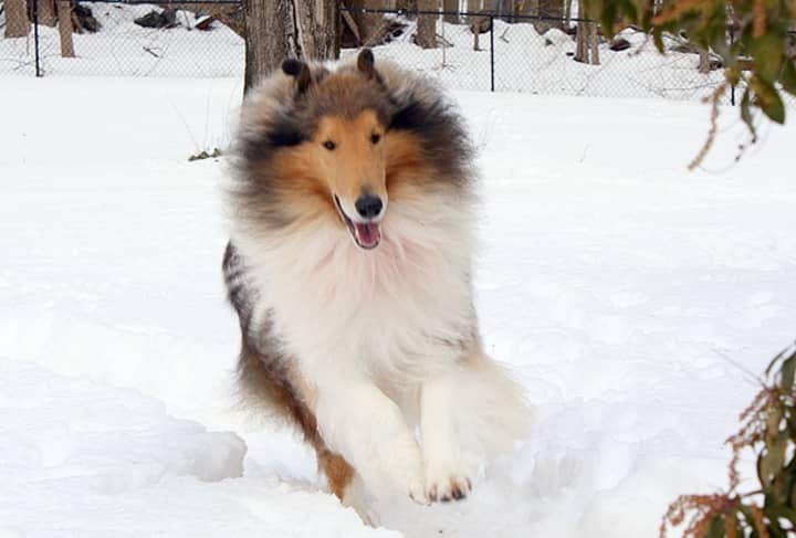 The day after winning Best in Breed at the Westminster Kennel Show, Finn runs around in the snow at his Ridgefield home.
