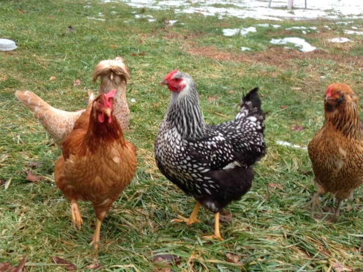Yorktown residents may soon be allowed to raise chickens in their backyard.