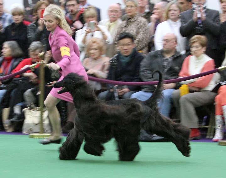 Anna Stromberg leads Scaramouch Show Must Go On (aka Spies) through his paces at the Westminster Dog Show earlier this week.