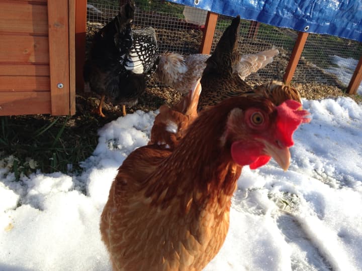 Hilltop Hanover Farm in Yorktown will teach homeowners how to raise backyard chickens.