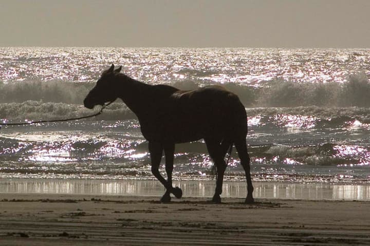 Horses have been allowed on Fairfield&#x27;s beaches during the off-season since 2008.