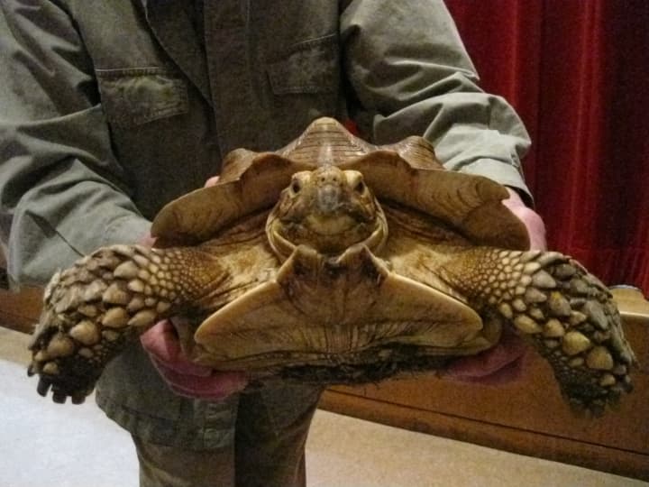 Naturalist Bill Fix gives an up-close view of his African spur thigh tortoise in his Animal Heroes of Literature and Legend show at the Chappaqua Public Library Thursday night, Feb. 21.