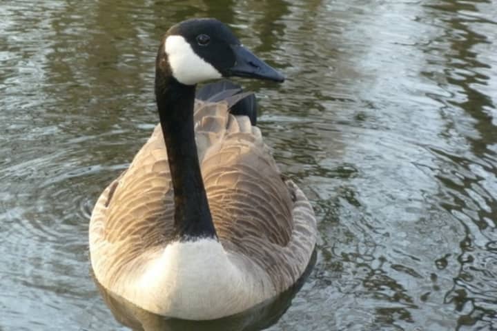 The geese that live near the pond outside the Scarsdale Public Library will not be exterminated by the village, but other options for controlling the population are under study.