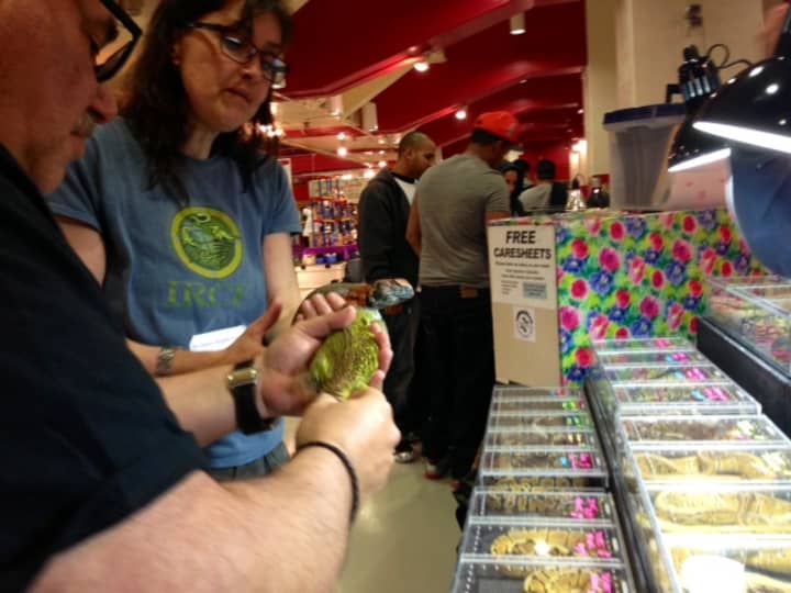 A.J. Gutman shows a customer a Uromastyx, a genus of lizard better-known as &quot;spiny-tailed lizards,&quot; Sunday at the Westchester County Center in White Plains.