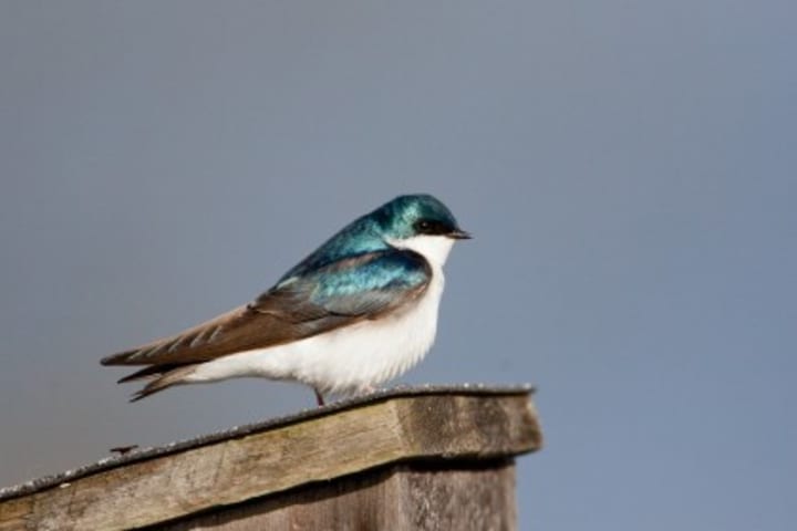 The tree swallow is among the aerial insectivores that breed more successfully in areas with man-made next boxes. The population of the bird is declining in Connecticut, according to a study.