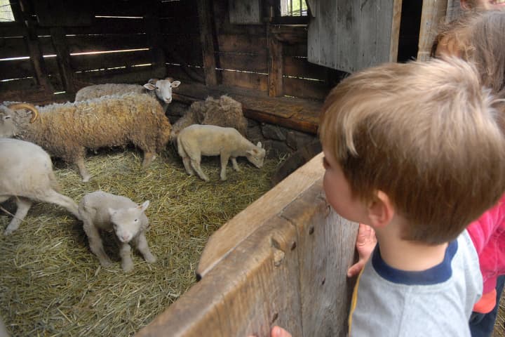 A child looks at sheep at Philipsburg Manor in Sleepy Hollow.