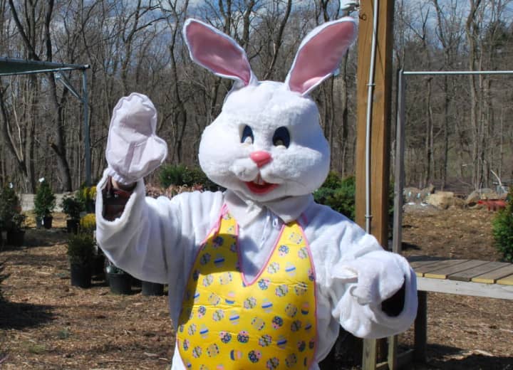 The Easter Bunny hosts an egg hunt as dozens of families turn out at Hilltop Farms in Croton on Saturday afternoon.