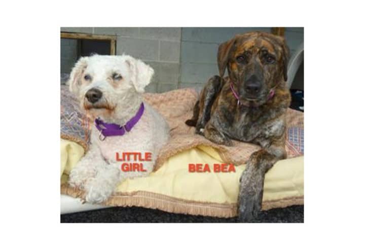 Little Girl and Bea Bea are among the many adoptable pets available at the Putnam Humane Society in Carmel.