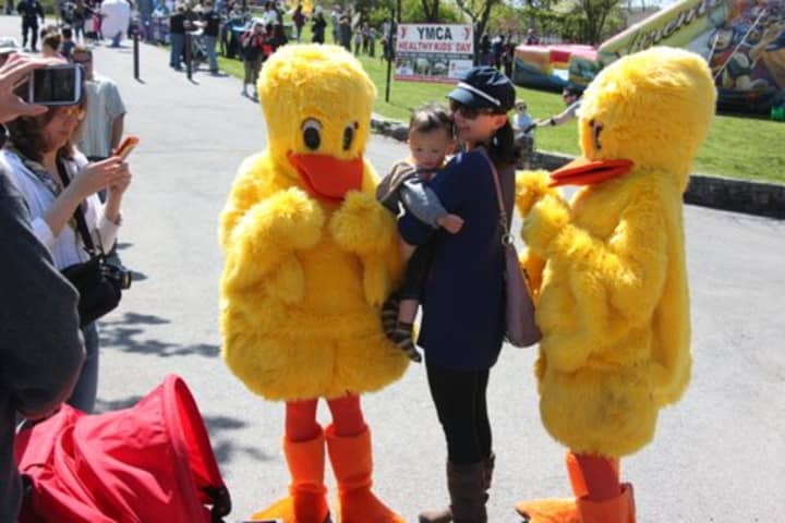 More than 1,800 rubber ducks raced to the finish line in Andre Brook on Saturday in Tarrytown during the annual Rotary Duck Derby and YMCA Healthy Kids Day.