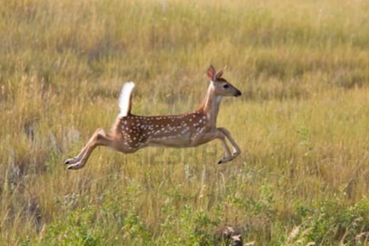 Rye will not be moving forward with a proposed plan to control deer overpopulation using bow hunters.