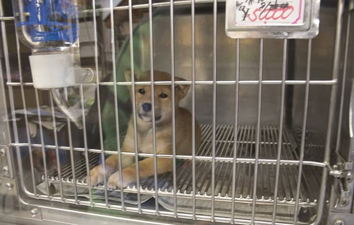 A Yonkers pet store has been fined $20,000 for keeping animals in &quot;inhumane conditions&quot; and selling sick puppies. 