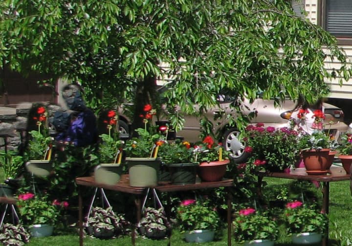 There will be a wide variety of foliage and goods at the Eastchester plant sale.