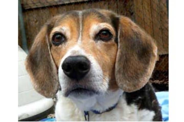 Dougie, a beagle, is one of many adoptable pets available at the Putnam Humane Society in Carmel.