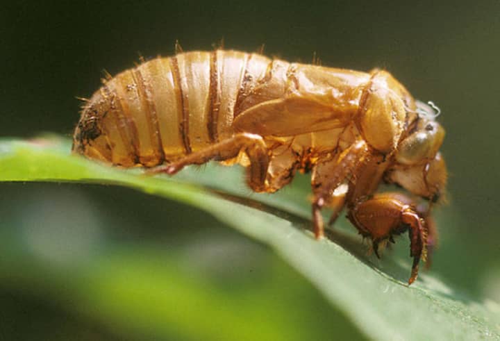 The 17-year periodical cicadas are about to emerge from the ground after their long slumber.  