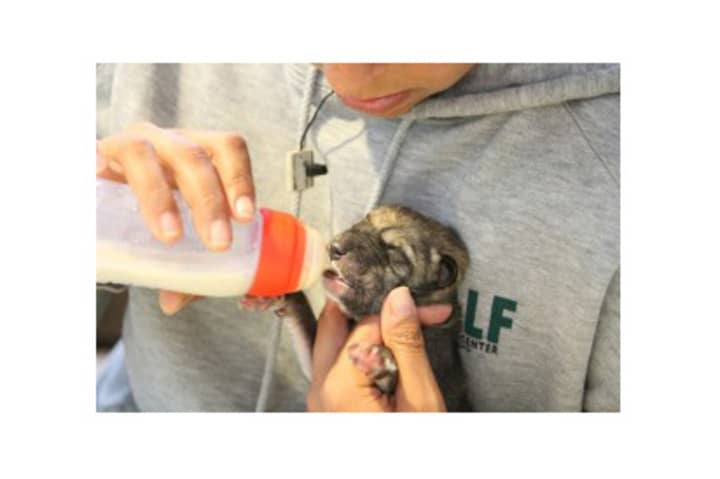 Two Mexican gray wolf pups were born on May 8 at South Salem&#x27;s Wolf Conservation Center.