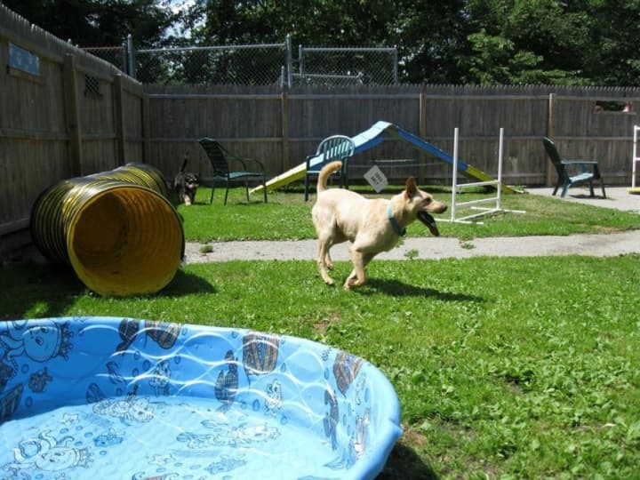 A dog romps at Northwind Kennels in Bedford. The pet boarding and grooming business will be celebrating it&#x27;s 95th anniversary with a party on Saturday, June 18.