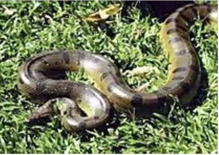 A 9-foot long anaconda snake is on the loose on Long Island.