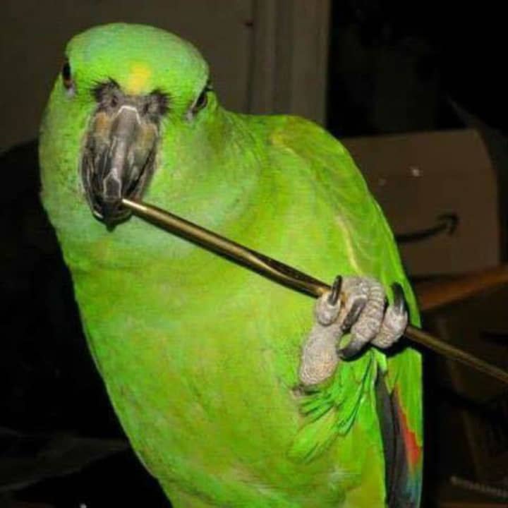 Penne the parrot has been missing since a fatal house fire broke out at a home on Bettswood  Road in Norwalk on Sunday.