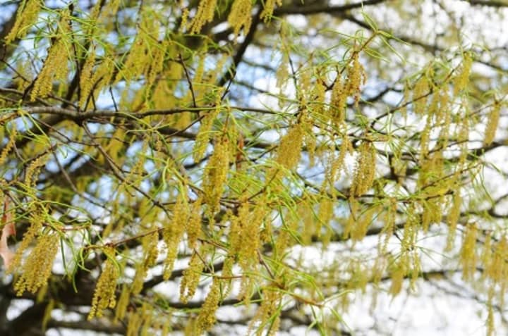 Tree pollen is usually the first culprit to make eyes water and folks sneeze in the spring. Scientists are finding that allergy season has been arriving two weeks earlier than normal, probably due to milder winters.