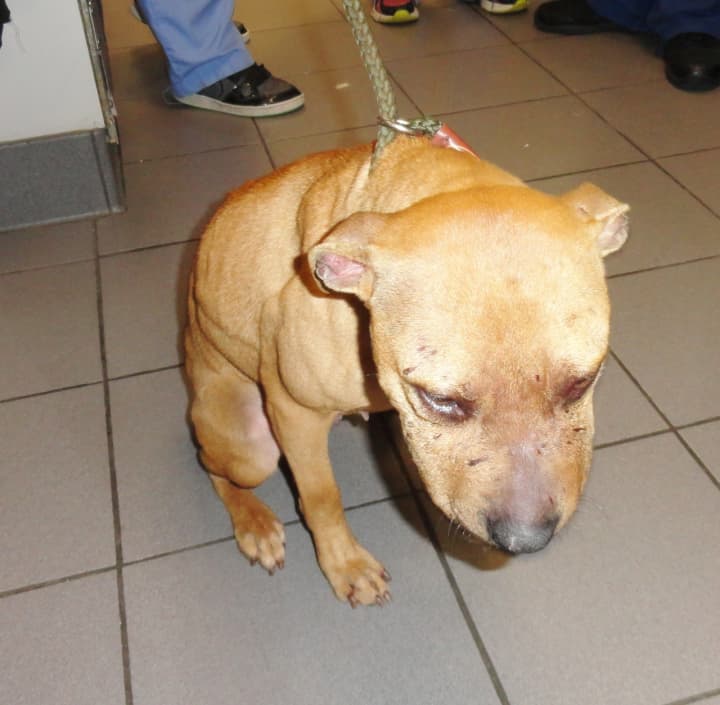 An emaciated pit bull that authorities say was found battling over food in the backyard of its Yonkers owner was rescued by the SPCA of Westchester. The other dog involved in the fight succumbed to its wounds.