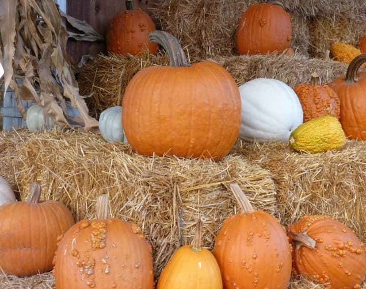 Closter&#x27;s Mac Bain Farm is hosting its annual Harvest Fest Oct. 24. 