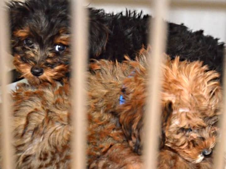 Two of the 67 dogs found in the van parked behind the Route 17 Just Pups store in Paramus.