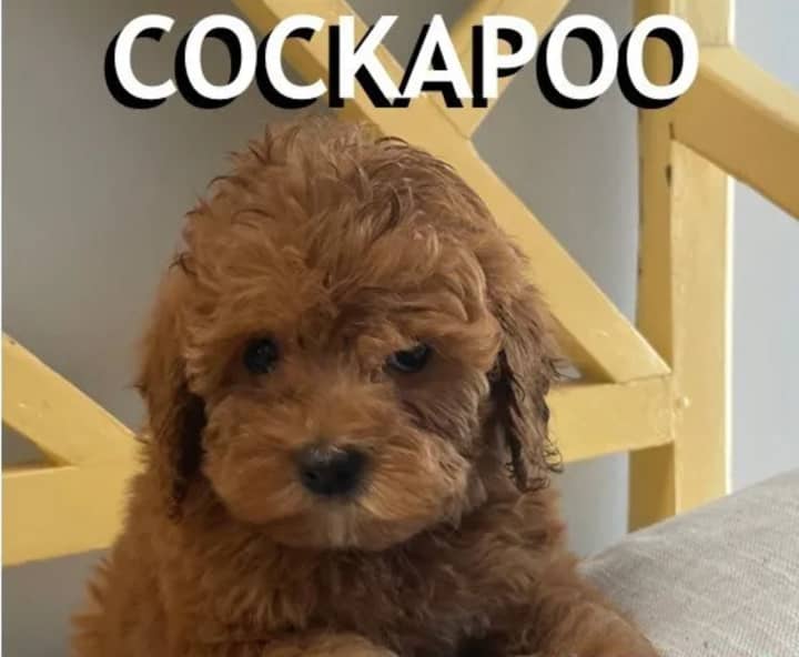 This 10-week-old cockapoo dog was stolen from a Middletown pet store.
