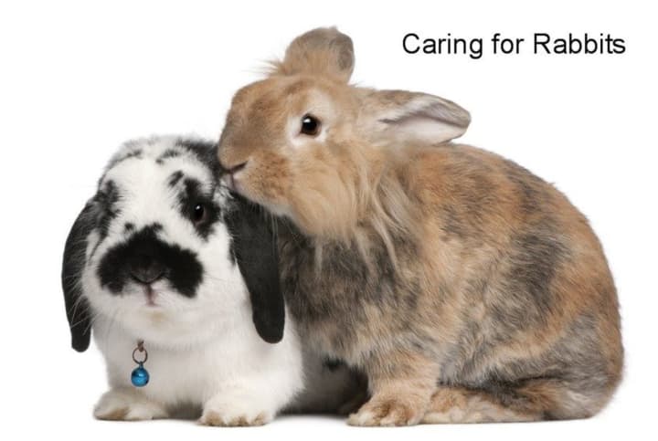 Animal experts will present a program about the different breeds of rabbits and how to care for them.