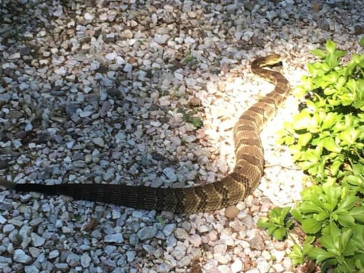 A timber rattlesnake slithers along a walkway at a home on Haverstraw Road in Ramapo Monday morning.