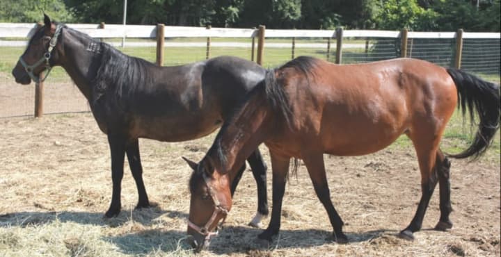 Chinook and Cheyenne were seized from a Redding woman in a neglect case in 2014 and are now up for adoption.