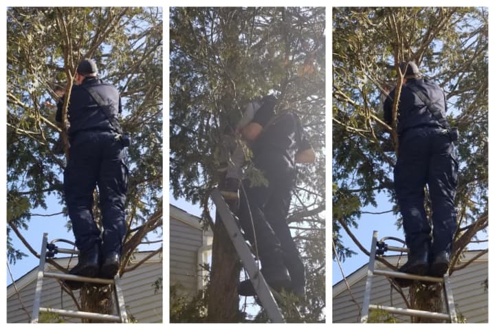 Danbury firefighter Nick Nunnally rescues a 4-year-old boy from a tree.