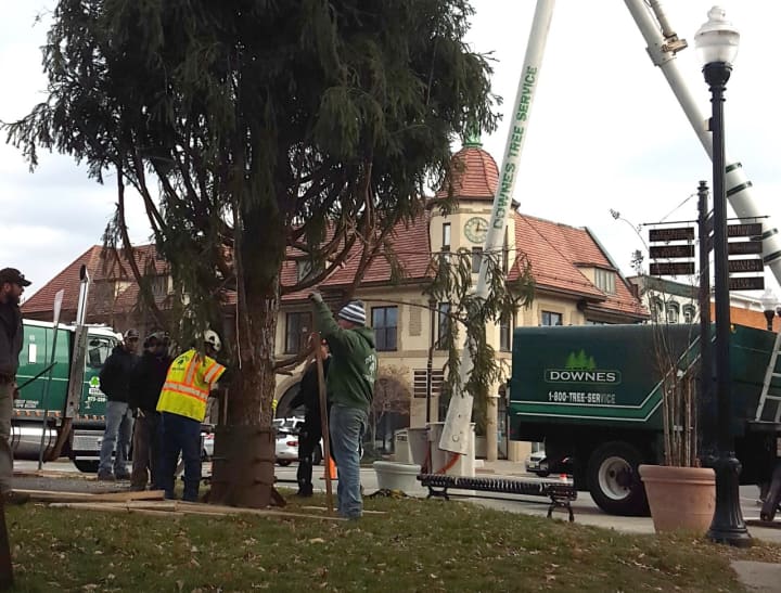 Workers secure the tree after Downe&#x27;s Tree Service lowers it by crane.