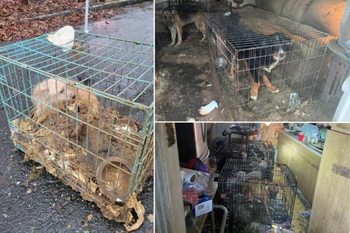 Authorities rescued 49 animals from a Ronkonkoma home, where they were reportedly kept in severe neglect.&nbsp;