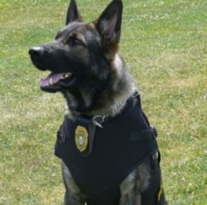 Fairfield and Norwalk K-9 officers were used to track a suspect in a Fairfield robbery Tuesday. The case is under investigation.