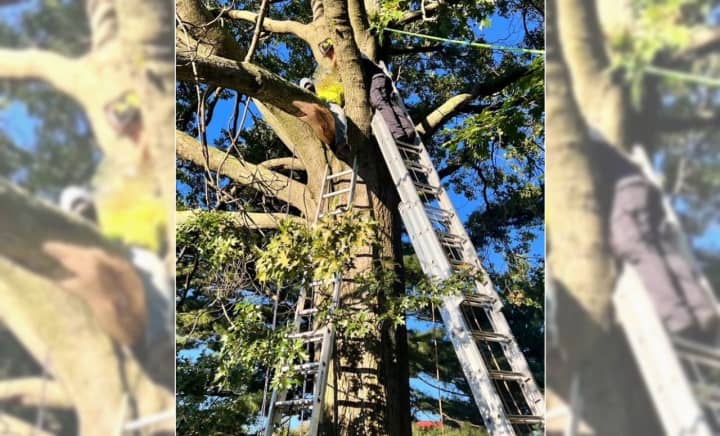 Firefighters couldn&#x27;t get to the arborist with an aerial ladder after the mishap left him stranded on an unsteady limb 20 to 30 feet above the backyard of an Ellington Road home on Oct. 6.