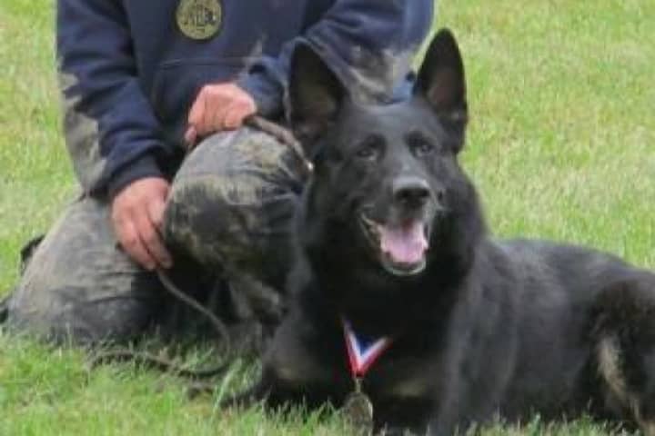 Newtown Police Department K-9 Saint Michael has been diagnosed with a rare form of cancer, and the department is asking for the public&#x27;s help to cover medical costs.