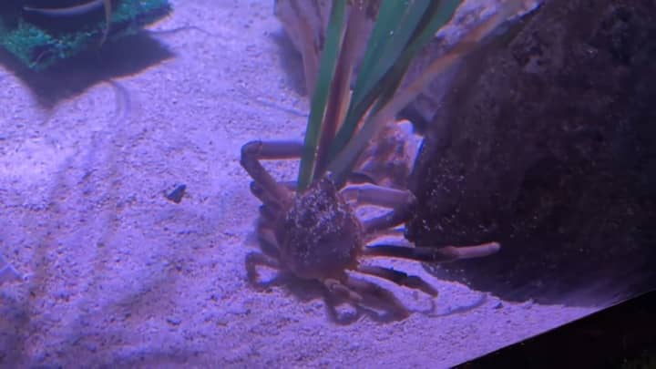 A spider crab at SEA LIFE Aquarium New Jersey that will be named after the winning quarterback of Super Bowl LVIII.