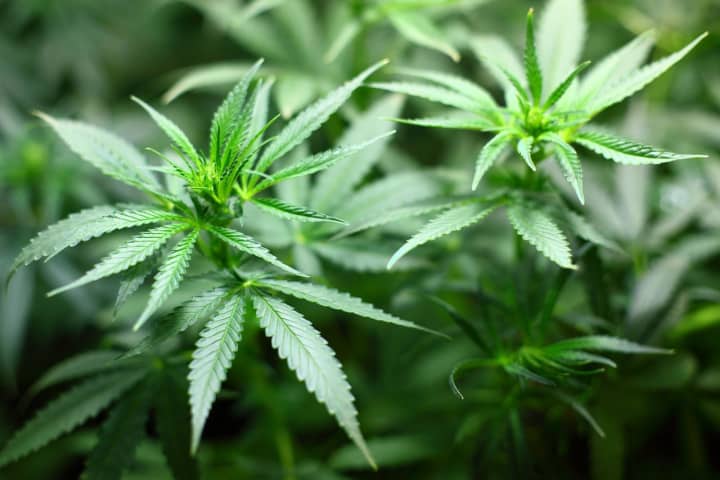 New Jersey has set a date for the legalization of marijuana sales, state officials announced Thursday, April 14.