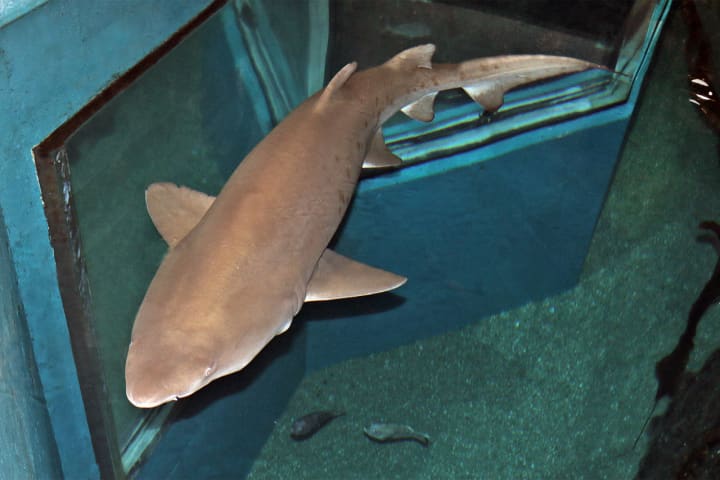 Sand tiger sharks prowl – and are fed – right below you when you go above the Ocean Beyond the Sound exhibit during the “Feeding Time” programs at The Maritime Aquarium at Norwalk.