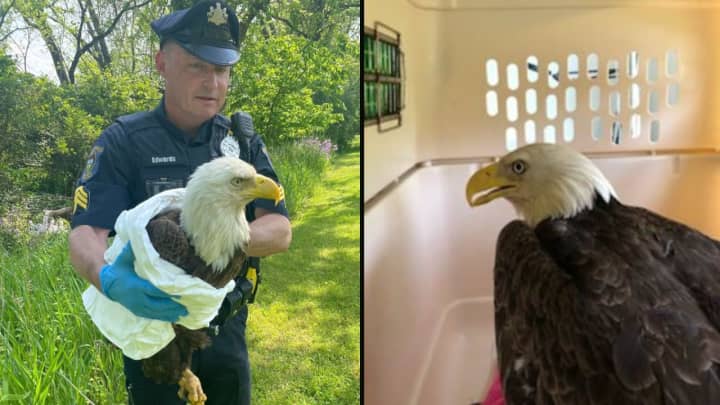 Solebury Township police officers rescued a sickly bald eagle on Sunday.