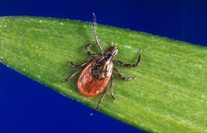 A wide-reaching study in Dutchess County has begun to reduce Lyme disease rates and kill ticks.