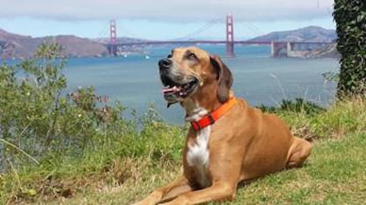 Tibbs, a mixed breed male, is owned by Ray and Elzbieta Sotelo of Greenwich. This is his winning shot as the fog lifts at the Golden Gate Bridge in San Francisco.