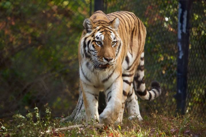 Amur tigers, such as Petya at Beardsley Zoo, are critically endangered in the wild.